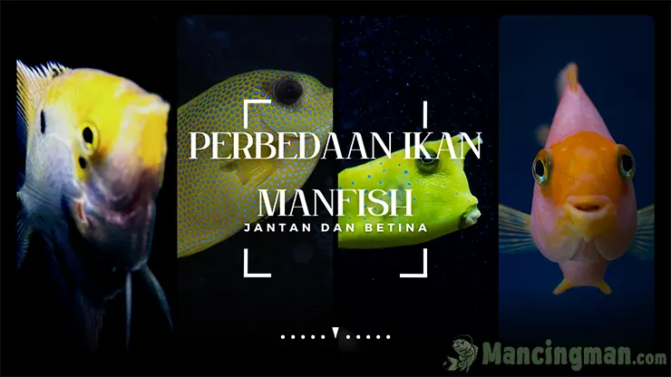 7 Perbedaan Ikan Manfish Jantan Dan Betina Wajib Kamu Tahu